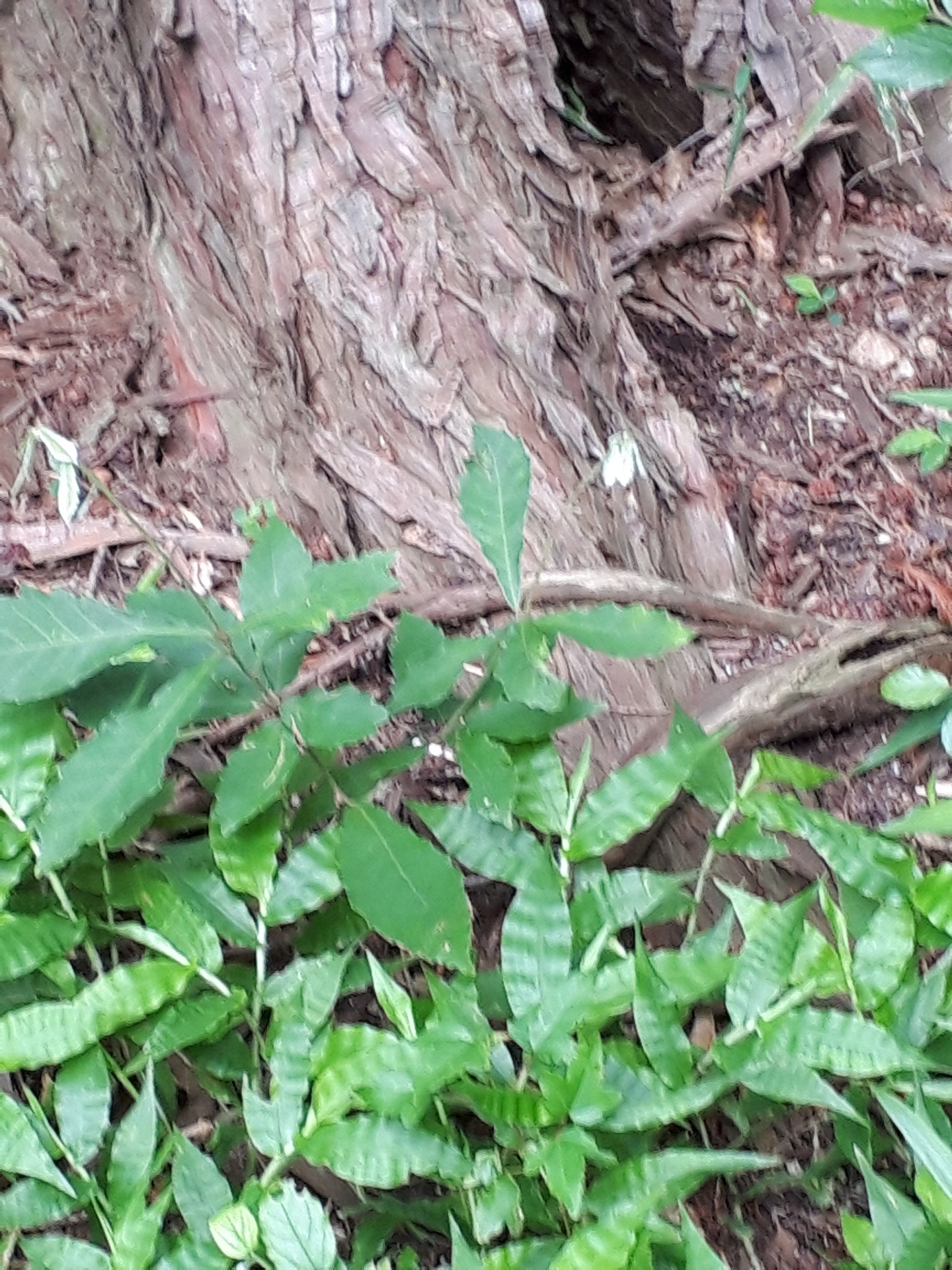 20190711_093541.jpg