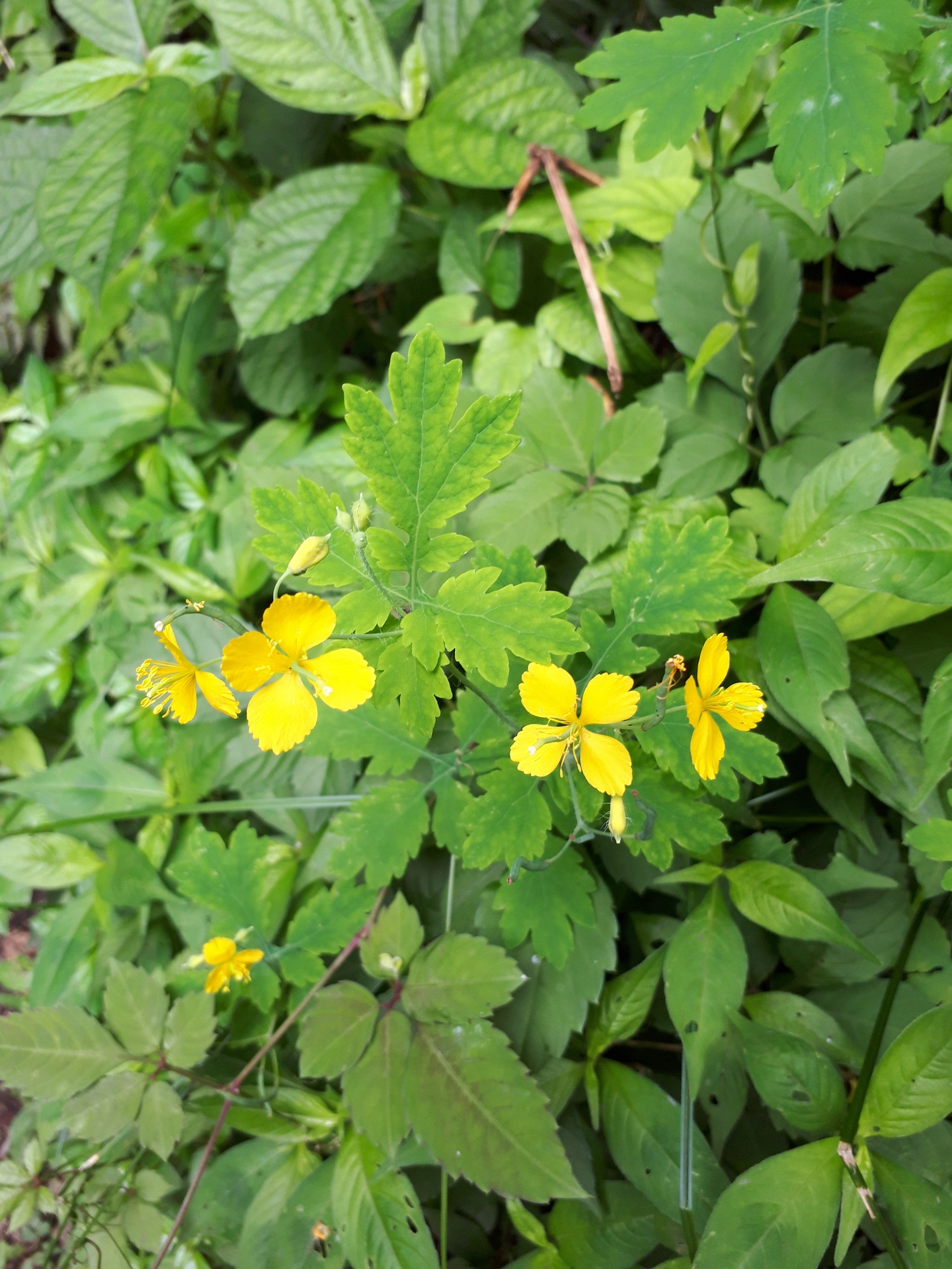 20190711_094447.jpg