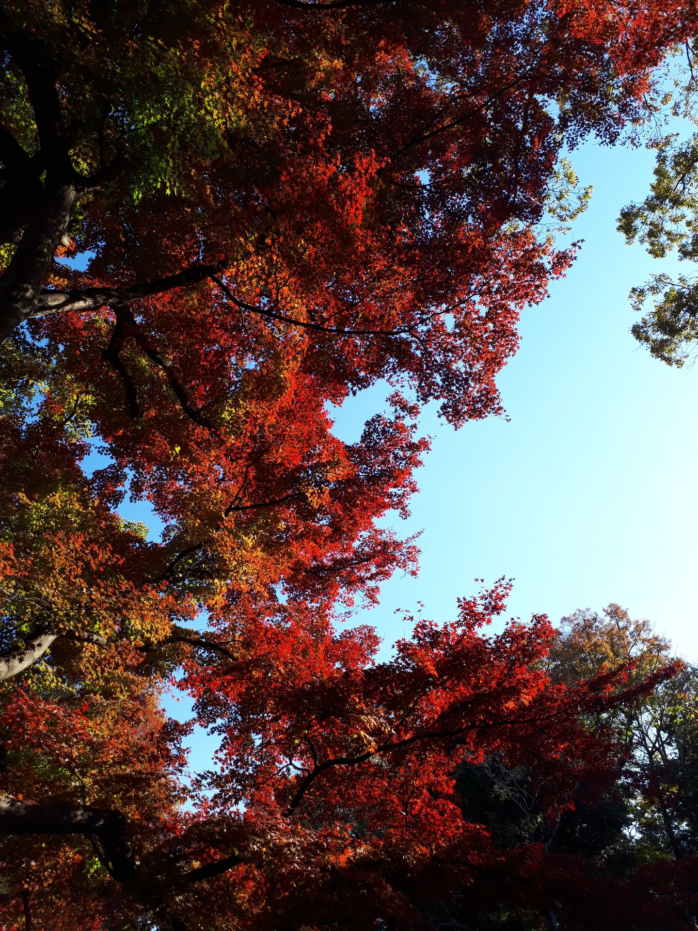 紅葉2.jpg